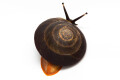 Pleurodonte excellens adult
